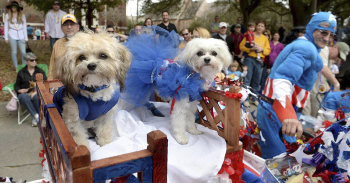 AMAZIN' MUTTS: Dogs parade down Broadway in orange and blue ahead of Mets'  first World Series game – New York Daily News